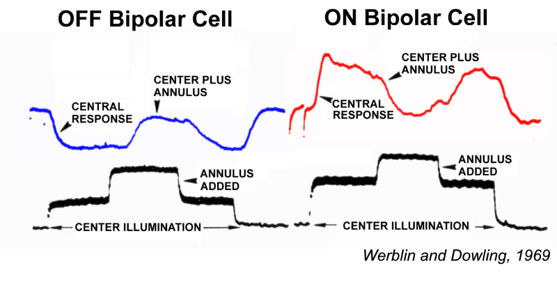 拉尔夫·纳尔逊和维多利亚·康诺顿的《脊椎动物视网膜中的双极细胞通路 